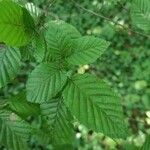 Carpinus orientalisΦύλλο