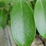 Cleyera japonica Hoja