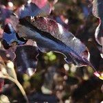 Pittosporum tenuifolium List