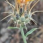 Centaurea melitensis Blüte