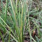 Carex riparia Plante entière