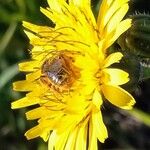 Sonchus arvensis Çiçek