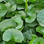 Viola hederacea Fuelha