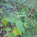Trema orientale Leaf