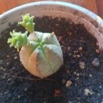 Euphorbia obesa 葉