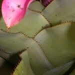Aechmea mariae-reginae Fruto