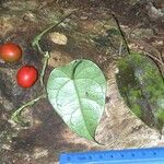 Disciphania calocarpa Meyve