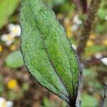 Helianthus giganteus ഇല