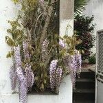 Wisteria sinensis Costuma