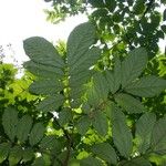 Cojoba catenata Otro