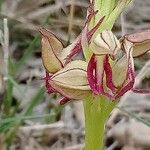 Orchis anthropophora Blüte