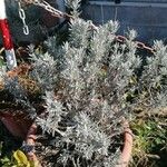 Helichrysum italicum Blad