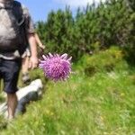 Knautia longifolia Floare