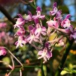 Epidendrum atacazoicum Цвят