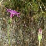 Knautia orientalis