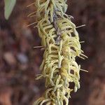Faurea rochetiana Blüte