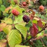 Rubus canadensis Gyümölcs
