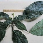 Morisonia discolor Altul/Alta