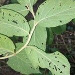 Lepidaploa arborescens Leaf