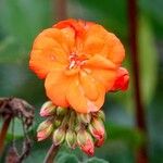 Pelargonium zonale Blomst