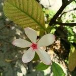 Kopsia fruticosa 花