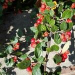 Cotoneaster franchetii Fruit