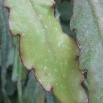 Epiphyllum phyllanthus Fuelha