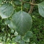 Betula pubescens Leaf