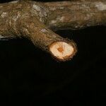 Machaerium floribundum Corteza