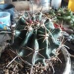 Ferocactus herrerae Foglia