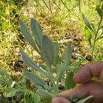 Borrichia frutescens Leaf