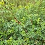 Indigofera arrecta Folha
