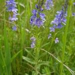 Veronica teucrium Характер