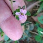 Cuphea ericoides Flor