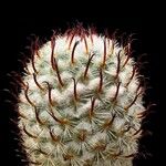 Mammillaria bombycina Otro