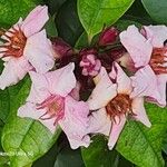 Strophanthus gratus Flower