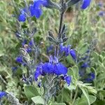 Salvia chamaedryoides Flor
