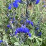 Salvia chamaedryoides പുഷ്പം