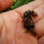 Abutilon hirtum Fruit