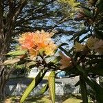 Rhododendron yakushimanum Flower