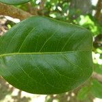 Chrysobalanus icaco Feuille