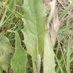 Hieracium lachenalii Blad