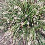 Carex ornithopoda Liść