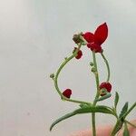 Chenopodium nutans Ffrwyth