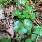 Coptis trifolia Hoja