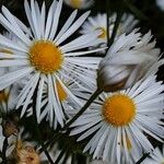 Erigeron speciosus Květ