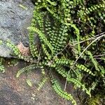 Asplenium trichomanesBlad