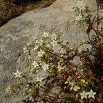 Sedum monregalense Habitat