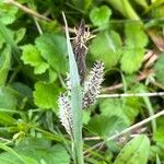 Carex acutiformis 花