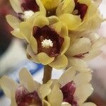Chimonanthus fragrans Blüte